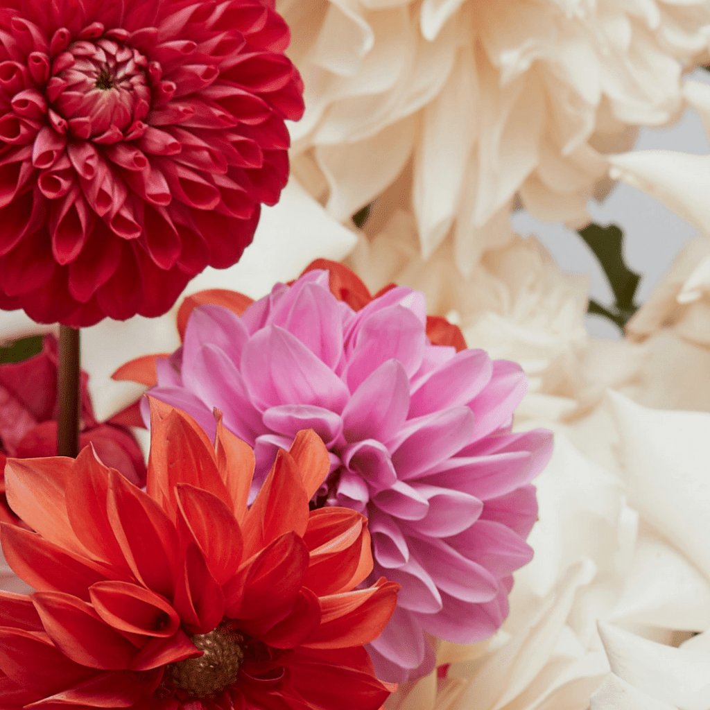 Wedding Flowers from Brisbane Florist