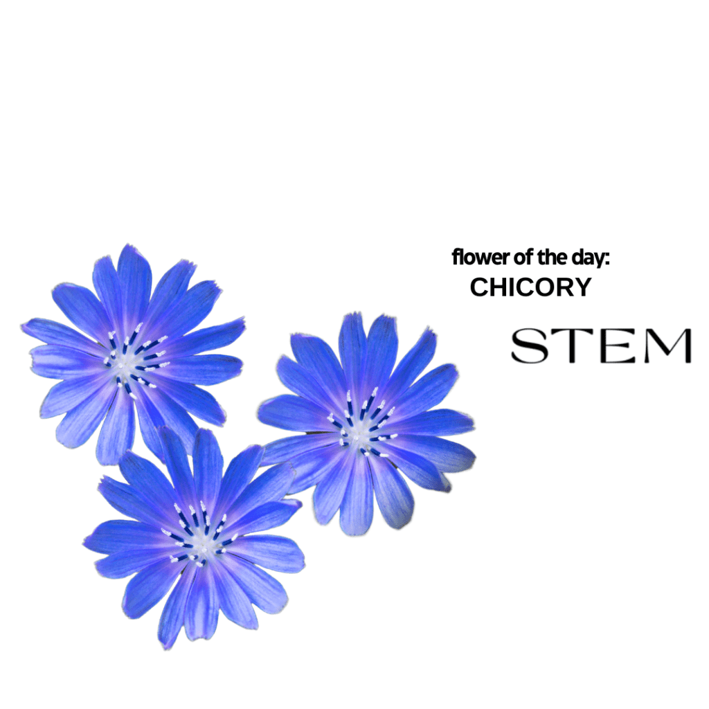 FLOWER OF THE DAY: CHICORY