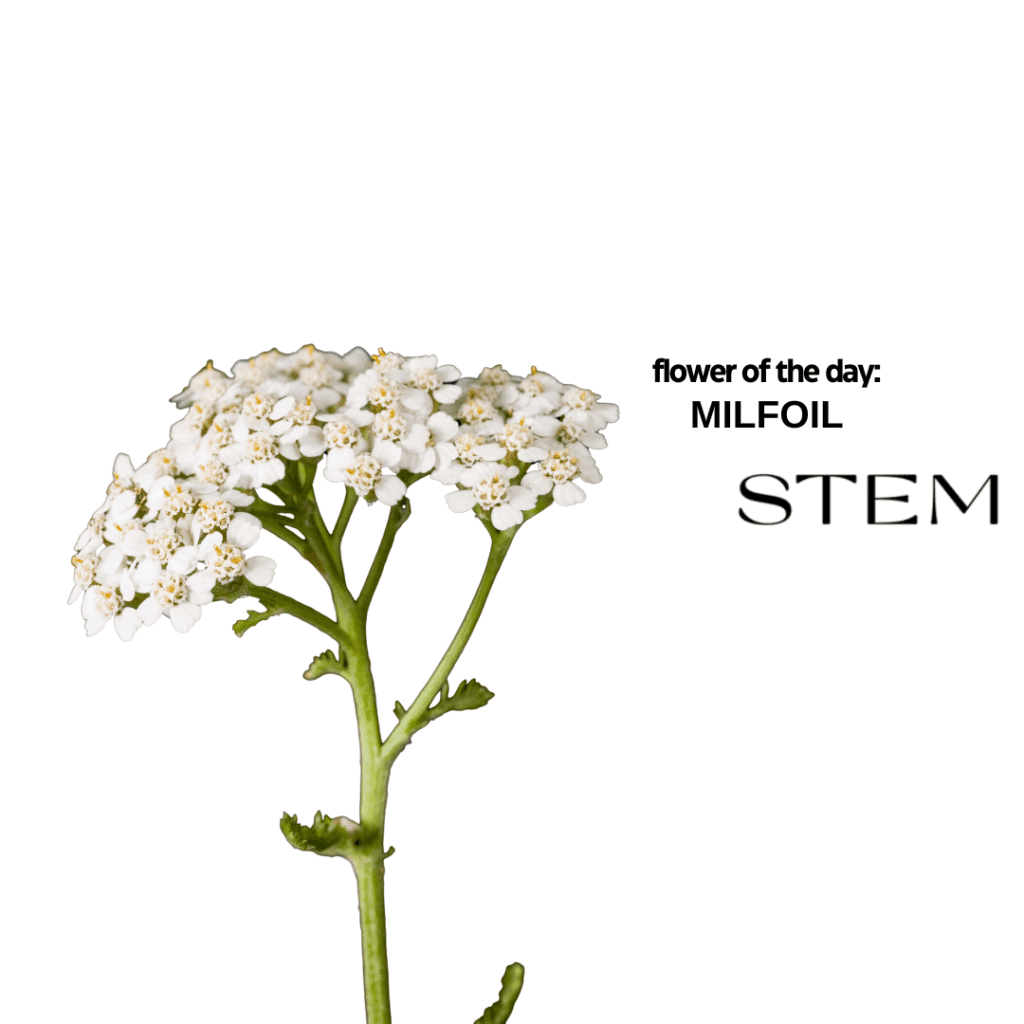 FLOWER OF THE DAY: MILFOIL
