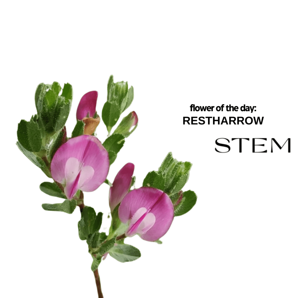 FLOWER OF THE DAY: RESTHARROW