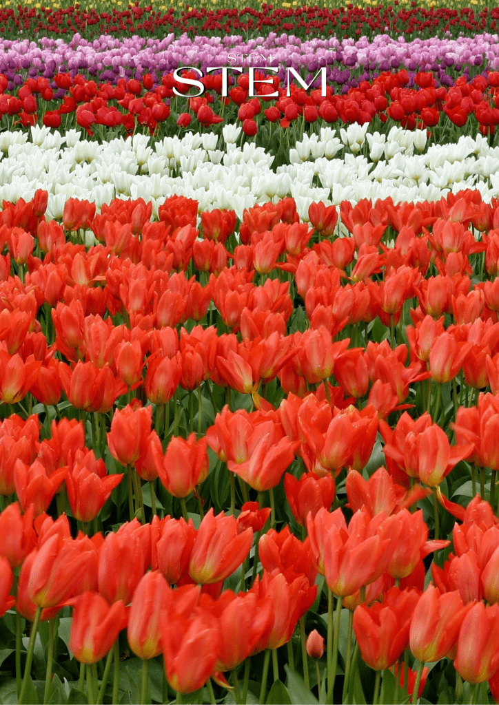 which countries produce the most Flowers