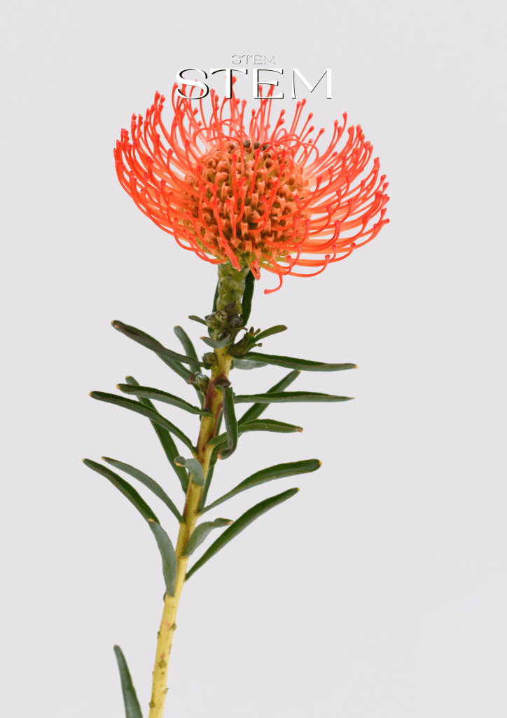 THE BEST FLOWER CHOICES FOR OUTDOOR EVENTS IN QUEENSLAND