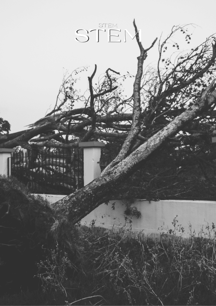 HOW TO CLEAN YOUR GARDEN AFTER A CYCLONE IN BRISBANE