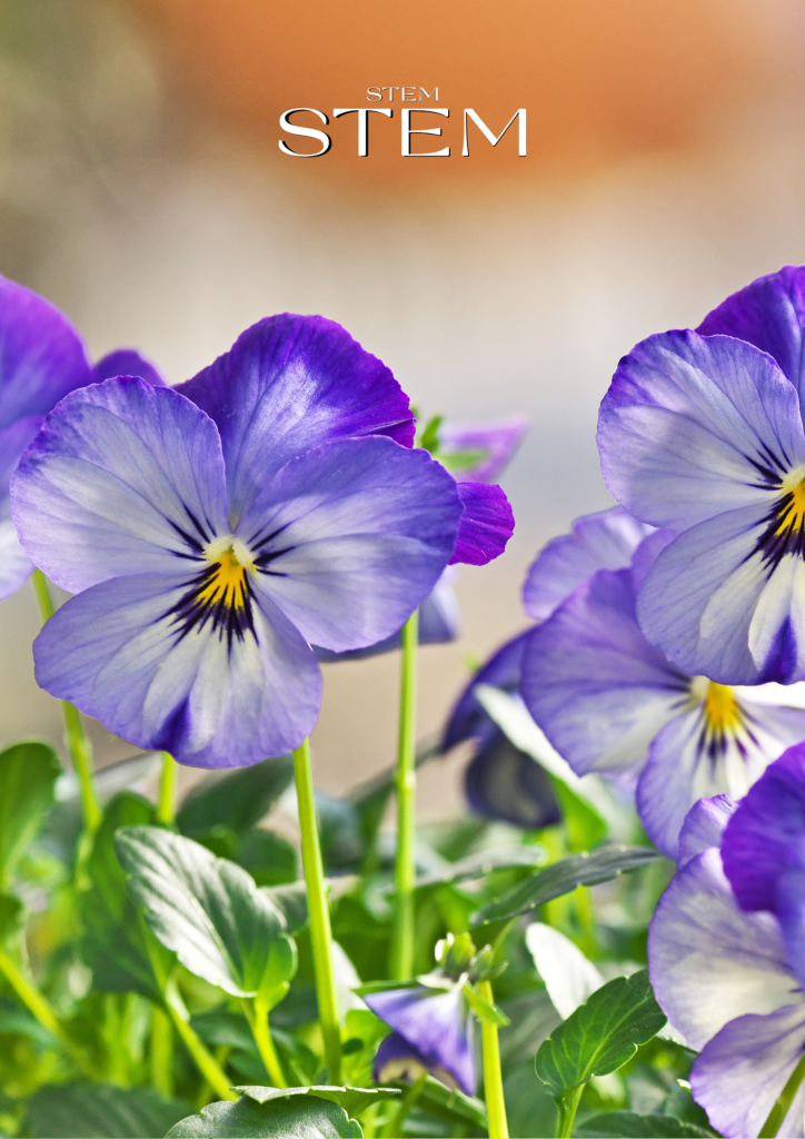 THE EASIEST FLOWERS TO GROW IN WINTER