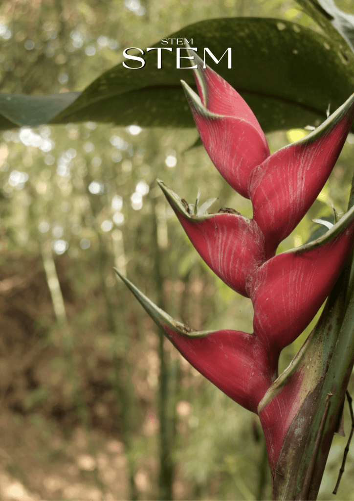 WHICH PLANTS AND FLOWERS THRIVE IN FLOODS AND CYCLONES IN BRISBANE