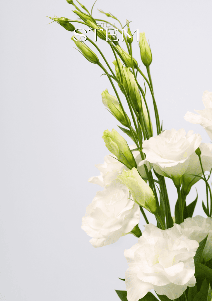 Lisianthus Bianco Is the Perfect Bloom for Weddings and Events