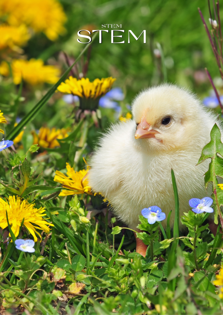 BABY, PARENTAL & CLASSIC NAME IDEAS INSPIRED BY FLOWERS